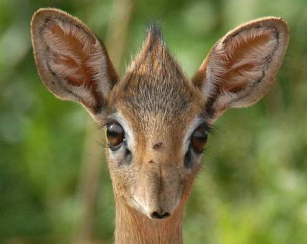 Photo d'une antilope Saïga étant bébé